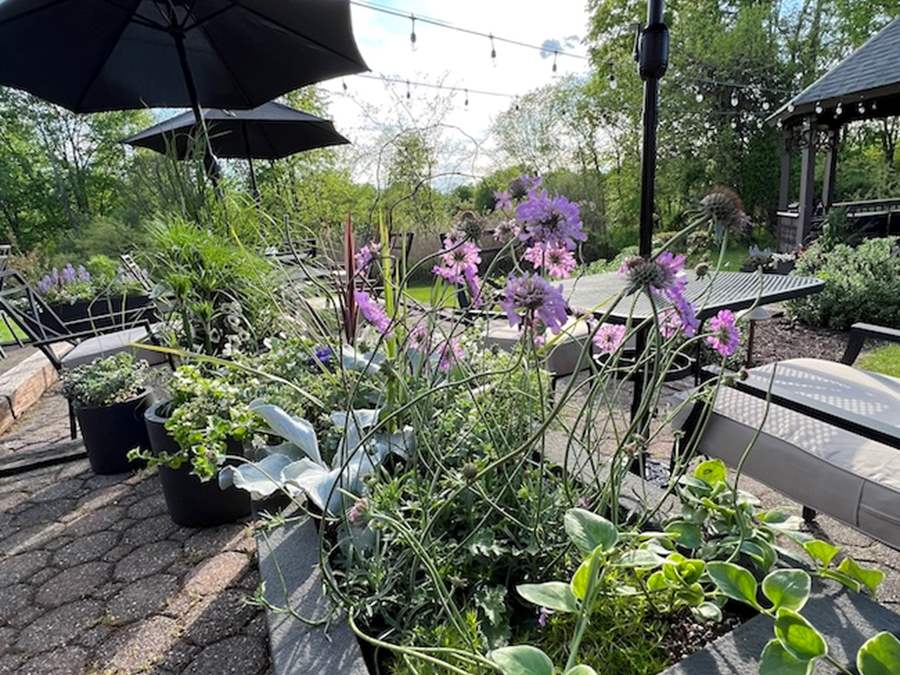 Patio in Spring